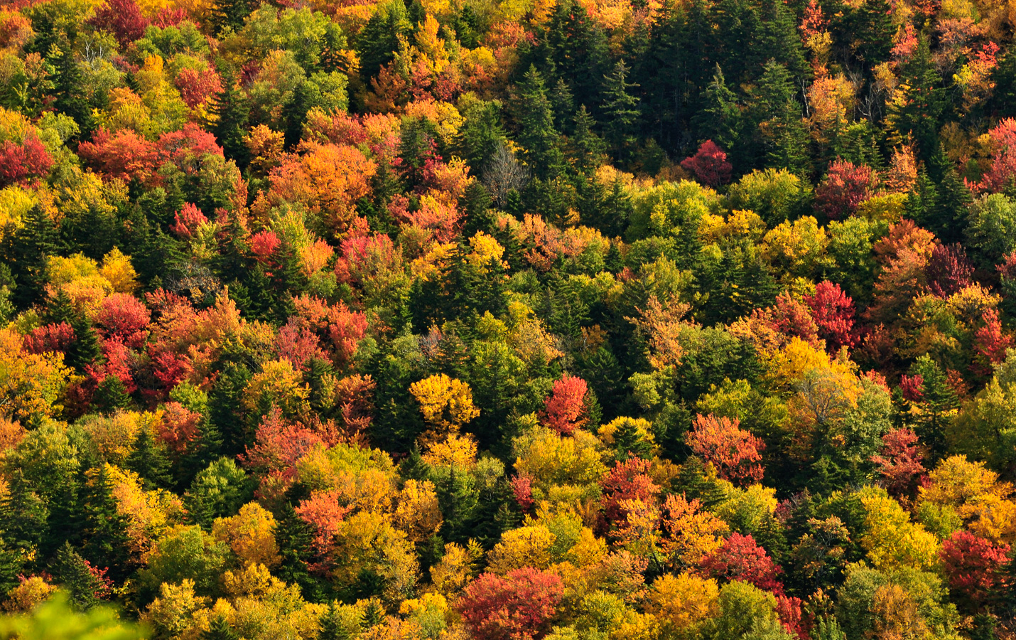 Hike up Mt. Cabot [250 mm, 1/125 sec at f / 13, ISO 400]